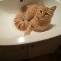 Tekir Kedi, Kedi  Minik Shiro fotoğrafı