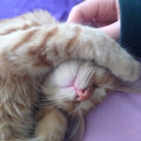 Tekir Kedi, Kedi  Minik Shiro fotoğrafı
