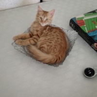 Tekir Kedi, Kedi  Minik Shiro fotoğrafı