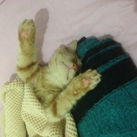 Tekir Kedi, Kedi  Minik Shiro fotoğrafı