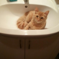 Tekir Kedi, Kedi  Minik Shiro fotoğrafı