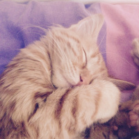 Tekir Kedi, Kedi  Minik Shiro fotoğrafı