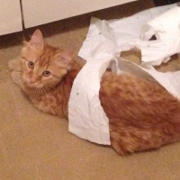 Tekir Kedi, Kedi  Minik Shiro fotoğrafı