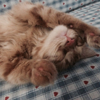 Tekir Kedi, Kedi  Minik Shiro fotoğrafı