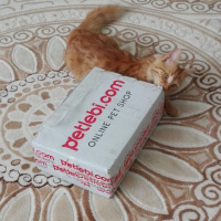 Tekir Kedi, Kedi  Minik Shiro fotoğrafı