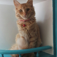 Tekir Kedi, Kedi  Minik Shiro fotoğrafı