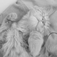 Tekir Kedi, Kedi  Minik Shiro fotoğrafı
