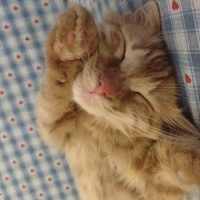 Tekir Kedi, Kedi  Minik Shiro fotoğrafı