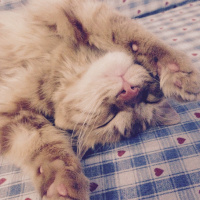Tekir Kedi, Kedi  Minik Shiro fotoğrafı