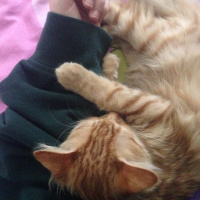 Tekir Kedi, Kedi  Minik Shiro fotoğrafı