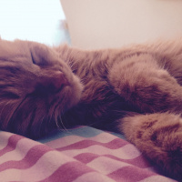 Tekir Kedi, Kedi  Minik Shiro fotoğrafı