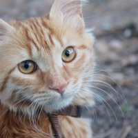 Tekir Kedi, Kedi  Minik Shiro fotoğrafı
