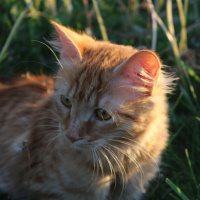 Tekir Kedi, Kedi  Minik Shiro fotoğrafı