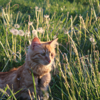 Tekir Kedi, Kedi  Minik Shiro fotoğrafı