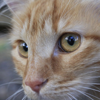 Tekir Kedi, Kedi  Minik Shiro fotoğrafı