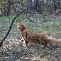 Tekir Kedi, Kedi  Minik Shiro fotoğrafı