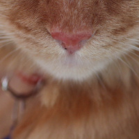 Tekir Kedi, Kedi  Minik Shiro fotoğrafı