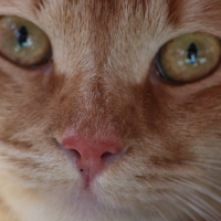 Tekir Kedi, Kedi  Minik Shiro fotoğrafı