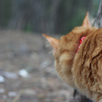 Tekir Kedi, Kedi  Minik Shiro fotoğrafı