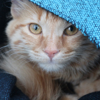 Tekir Kedi, Kedi  Minik Shiro fotoğrafı