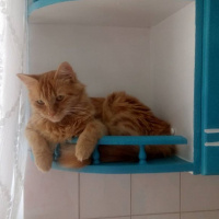 Tekir Kedi, Kedi  Minik Shiro fotoğrafı
