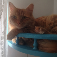Tekir Kedi, Kedi  Minik Shiro fotoğrafı