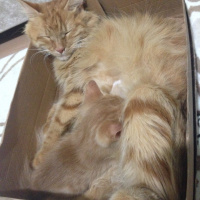 Tekir Kedi, Kedi  Minik Shiro fotoğrafı