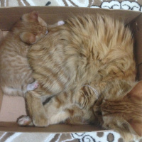 Tekir Kedi, Kedi  Minik Shiro fotoğrafı