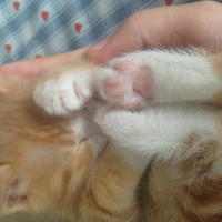 Tekir Kedi, Kedi  Minik Shiro fotoğrafı