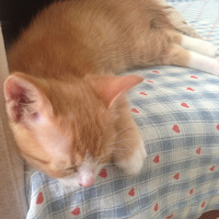 Tekir Kedi, Kedi  Minik Shiro fotoğrafı