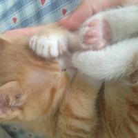 Tekir Kedi, Kedi  Minik Shiro fotoğrafı
