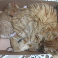 Tekir Kedi, Kedi  Minik Shiro fotoğrafı
