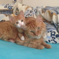 Tekir Kedi, Kedi  Minik Shiro fotoğrafı
