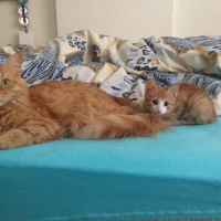 Tekir Kedi, Kedi  Minik Shiro fotoğrafı