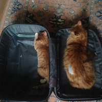 Tekir Kedi, Kedi  Minik Shiro fotoğrafı