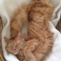 Tekir Kedi, Kedi  Minik Shiro fotoğrafı