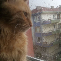 Tekir Kedi, Kedi  Minik Shiro fotoğrafı