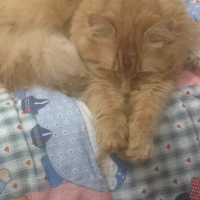 Tekir Kedi, Kedi  Minik Shiro fotoğrafı