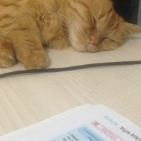 Tekir Kedi, Kedi  Minik Shiro fotoğrafı