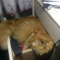 Tekir Kedi, Kedi  Minik Shiro fotoğrafı