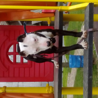 Amerikan Staffordshire Terrier, Köpek  Çarli staff fotoğrafı
