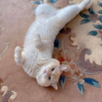 British Shorthair, Kedi  Yuki fotoğrafı