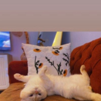 British Shorthair, Kedi  Yuki fotoğrafı