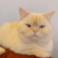 British Shorthair, Kedi  Yuki fotoğrafı