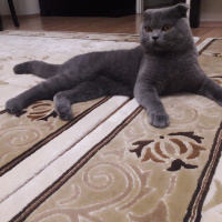 Scottish Fold, Kedi  Duman fotoğrafı