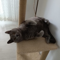 British Shorthair, Kedi  TOKYO fotoğrafı
