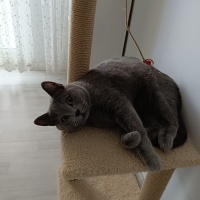 British Shorthair, Kedi  TOKYO fotoğrafı