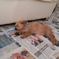 Golden Retriever, Köpek  Leo fotoğrafı