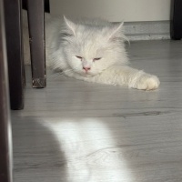 Van Kedisi, Kedi  Asil fotoğrafı
