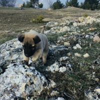 Kangal, Köpek  ASİL fotoğrafı